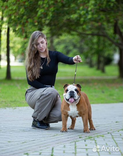 Кобель для вязки