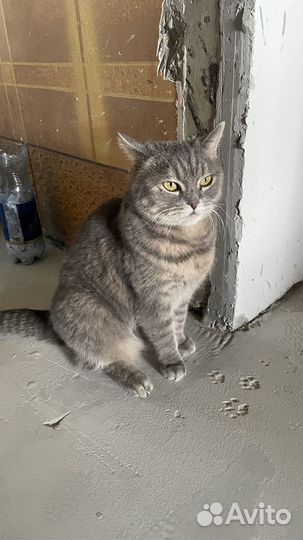 Кошачья шерсть вычес