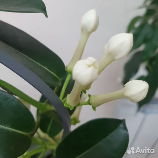 Стефанотис