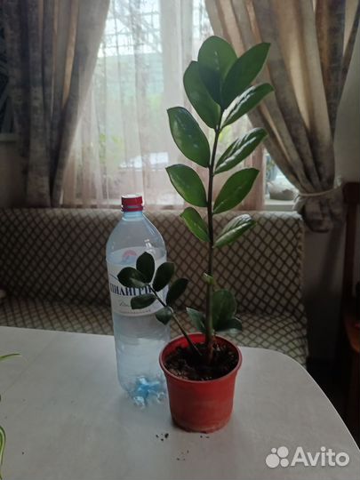 Комнатные цветы