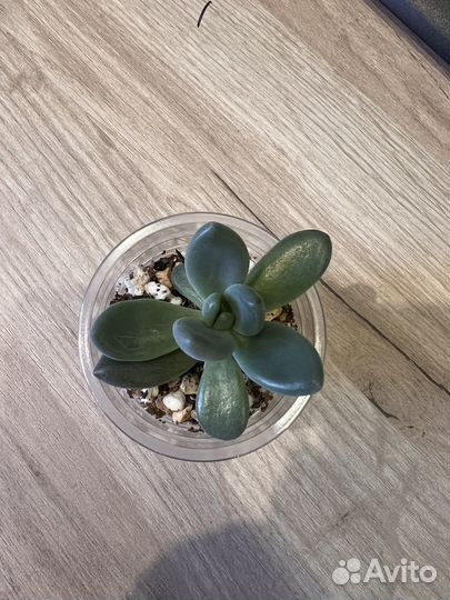 Sedeveria Blue Mist