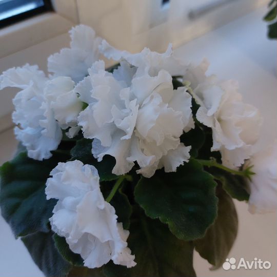 Сортовая фиалка Букет невесты