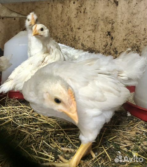 Яйца инкубационные Доминант папа Леггорн