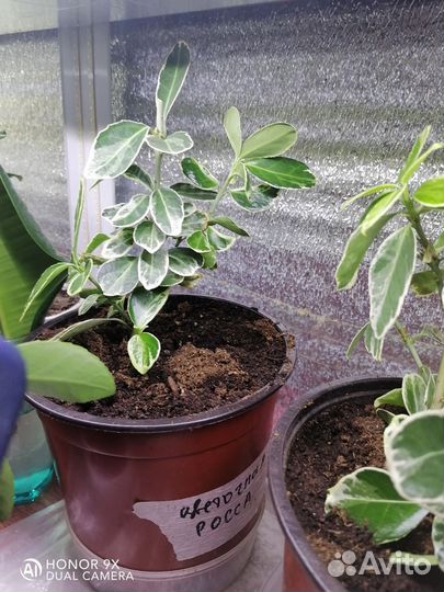 Бересклет японский