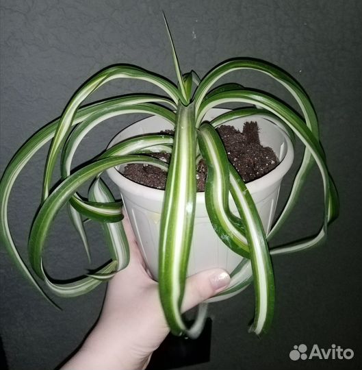 Комнатные цветы