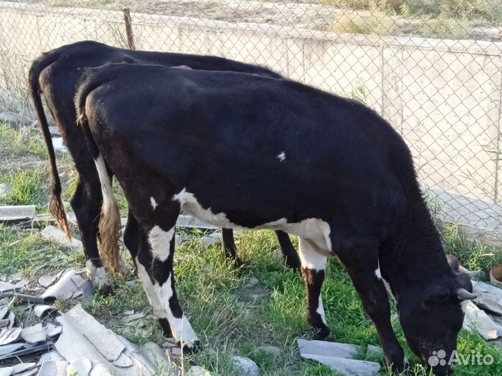 Корова телка