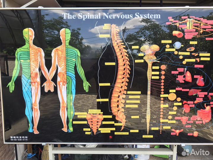 Элекроный стенд позвоночника