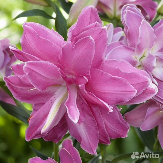 Цветы для сада