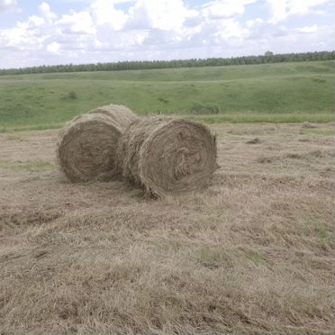 Сено в рулонах