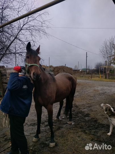 Лошадь