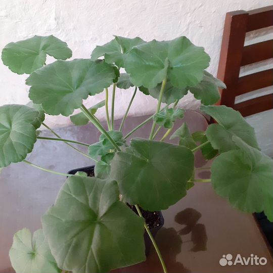 Герань сорт Скарлет