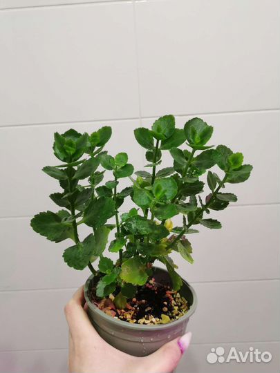 Комнатные растения