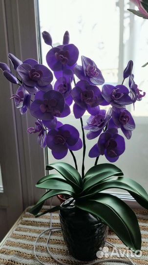 Орхидея-ночник