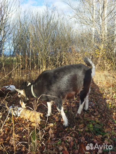 Козел и козы