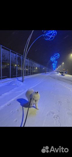 Вызка кобель