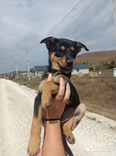 Щенок -девочка в добрые руки