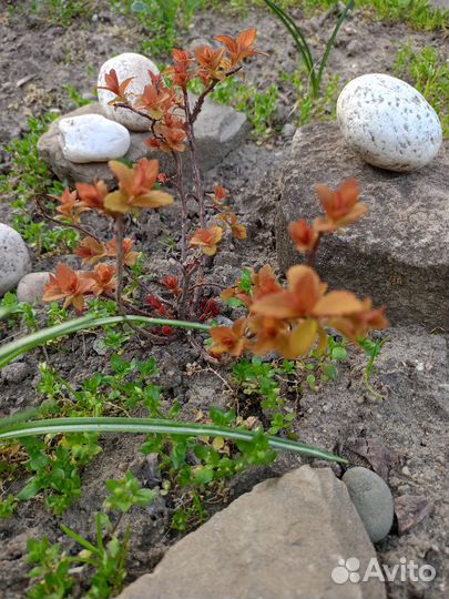 Детский психолог