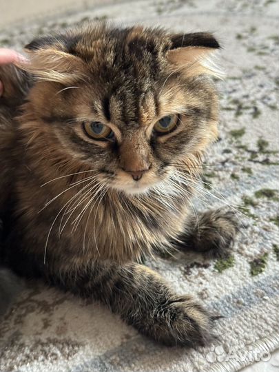 Отдам в добрые руки