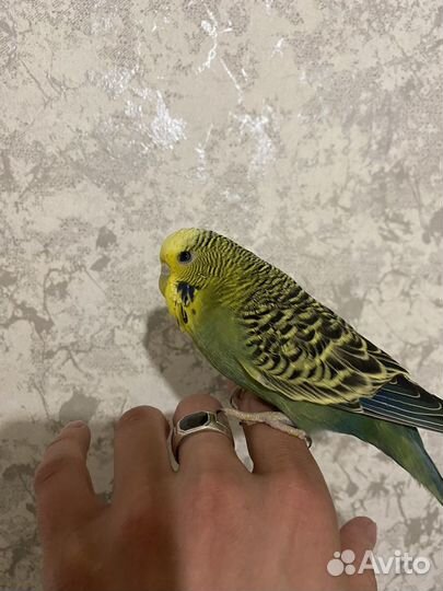 Попугаи ввп чехи