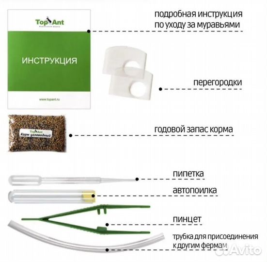 Формикарий с муравьями (муравьиная ферма)