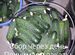 Огурцы свежие домашние купить в Рязани | Товары для дома и дачи |Авито