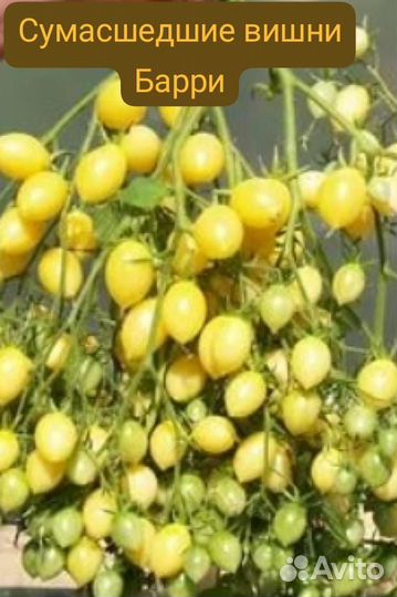 Семена томатов Сержант Пеппер