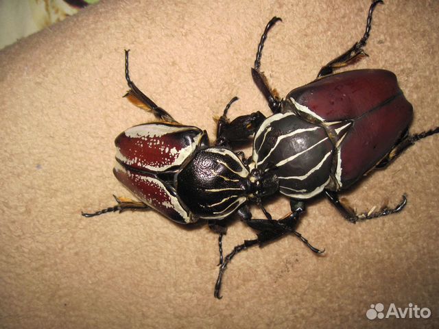 Личинки африканских жуков объявление продам