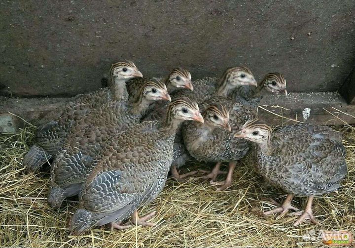 Цесарки семья