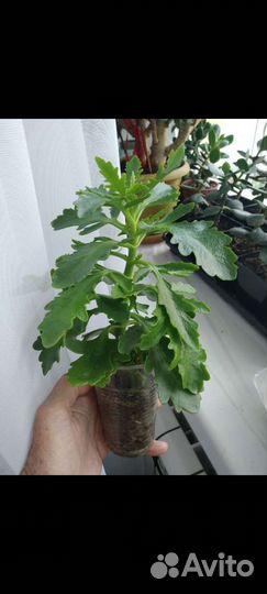 Черенки каланхоэ