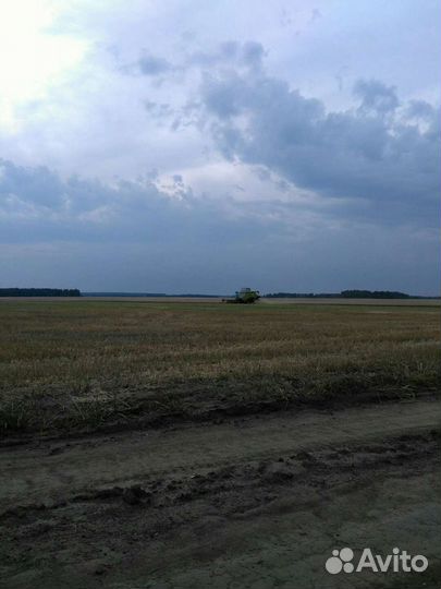 Зерно:(Пшеницу,Ячмень,Овёс)