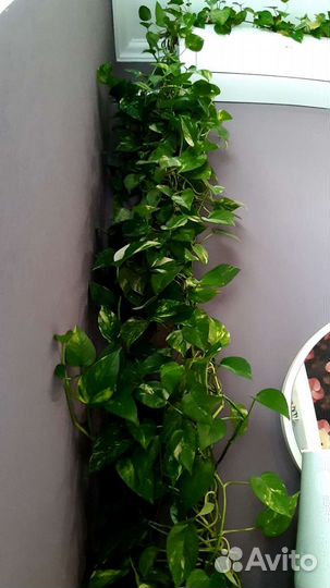 Сциндапсус эпипремнум