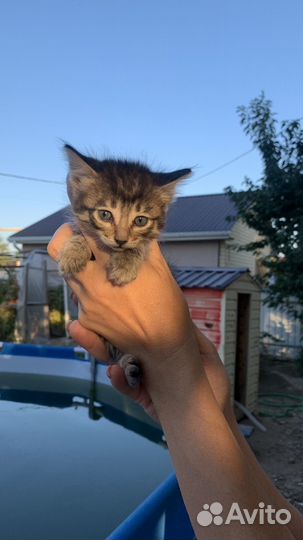 Кошки в добрые руки бесплатно