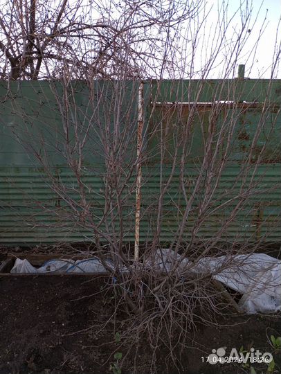 Орех фундук уральский