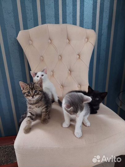Котята в добрые руки