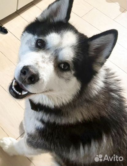 Сибирский хаски