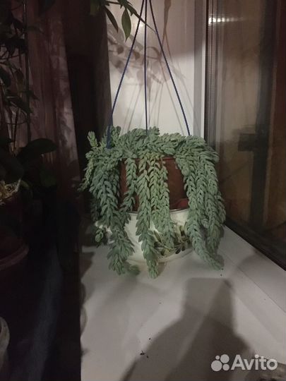Седум моргана