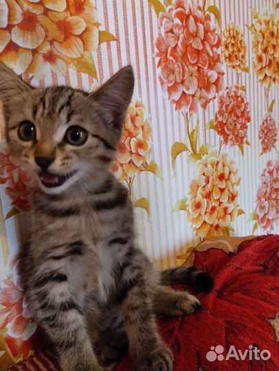 Отдам коненка