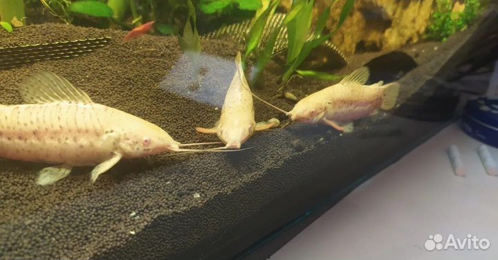 Анциструс, сомы. Скалярии