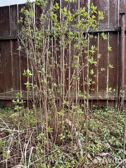 Жасмин чубушник саженцы