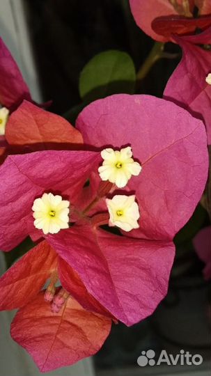 Бугенвиллия San Diego Red