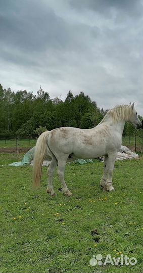 Жеребец,кобыла