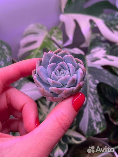 Суккуленты часть 3