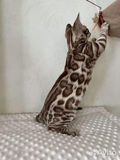 Бенгальские котята