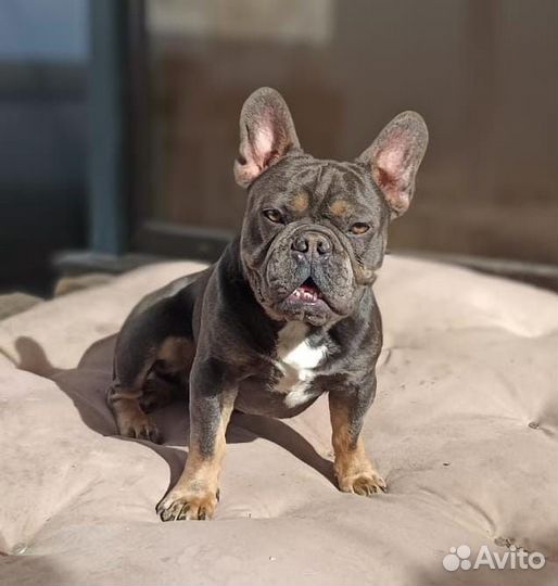 Французский бульдог кабель вязка