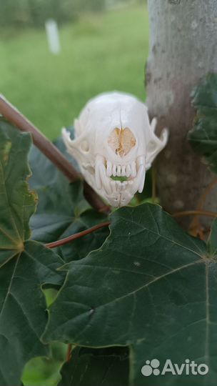 Череп соболя