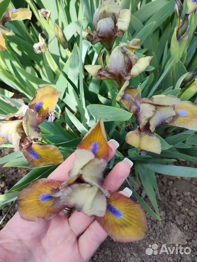 Ирисы карликовые