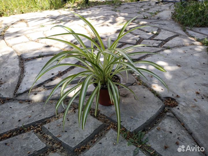 Хлорофитум