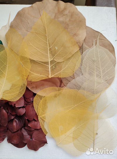 Набор для творчества. Сухоцветы. Для коллажа