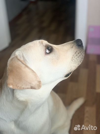 Лабрадор ретривер