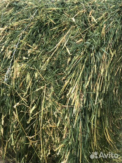 Сенаж зерновой с доставкой